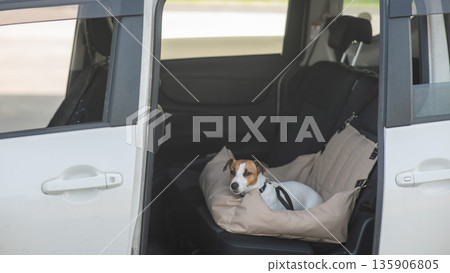Jack Russell Terrier Dog in a Special Car Seat. Jack Russell Terrier Dog in a Special Car Seat. 135906805