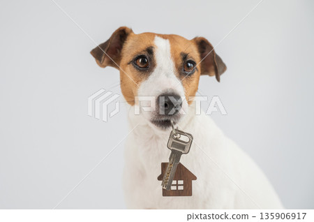 Jack Russell Terrier Dog Holding House Keys.  135906917