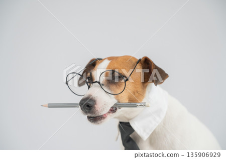 Business dog jack russell terrier holds pencil in mouth. Business dog jack russell terrier holds pencil in mouth. 135906929