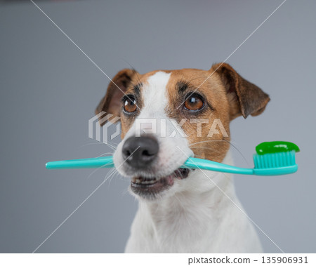 Jack Russell Terrier dog holds toothbrush with toothpaste in mouth.  135906931