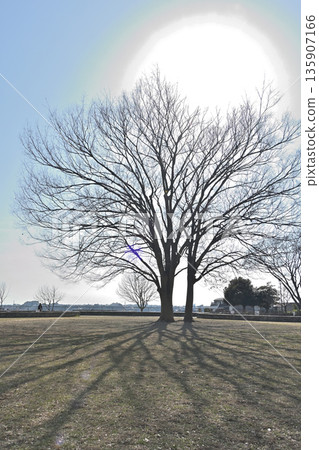 A grassy field and dead trees under a blue sky - a tranquil winter image 135907166