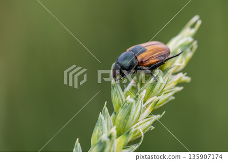 Beetle pest of grain crops, Kuzka, sits on a ripe ear of wheat Beetle pest of grain crops, Kuzka, sits on a ripe ear of wheat 135907174