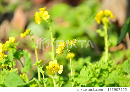 A close-up of rape blossoms blooming in the spring sunshine A close-up of rape blossoms blooming in the spring sunshine 135907355