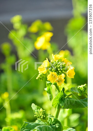 A close-up of rape blossoms blooming in the spring sunshine A close-up of rape blossoms blooming in the spring sunshine 135907356