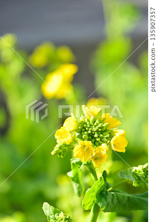A close-up of rape blossoms blooming in the spring sunshine A close-up of rape blossoms blooming in the spring sunshine 135907357
