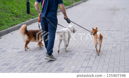 A man walks three different dogs. 135907396
