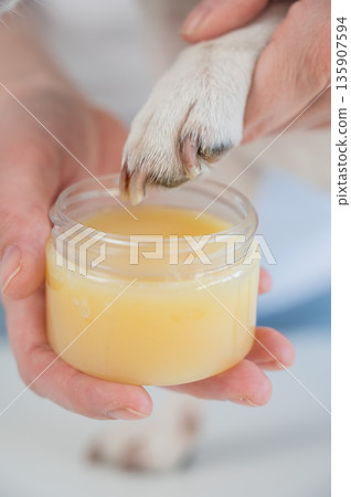 The owner puts wax on the dog's paws. The owner puts wax on the dog's paws. 135907594