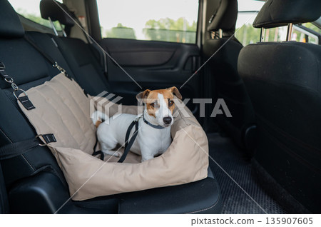 Jack Russell Terrier Dog in a Special Car Seat. Jack Russell Terrier Dog in a Special Car Seat. 135907605
