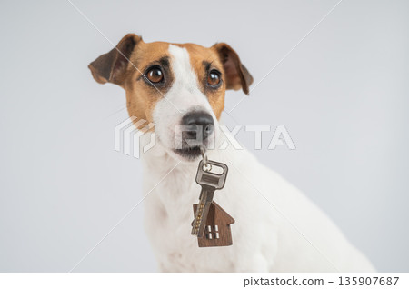Jack Russell Terrier Dog Holding House Keys.  135907687