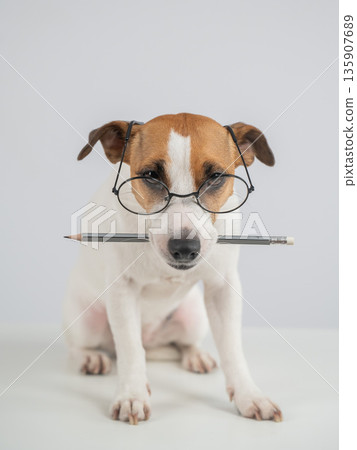 Jack Russell Terrier Dog Wearing Glasses Holds Pencil.  135907689