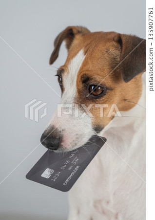 Jack Russell Terrier Dog Holding Credit Card. Jack Russell Terrier Dog Holding Credit Card. 135907761