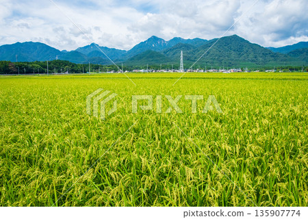 夏季鄉村景觀（三重縣駒野町千草郡） 135907774