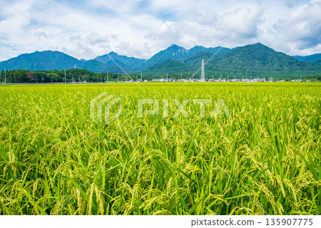 夏季鄉村景觀（三重縣駒野町千草郡） 135907775