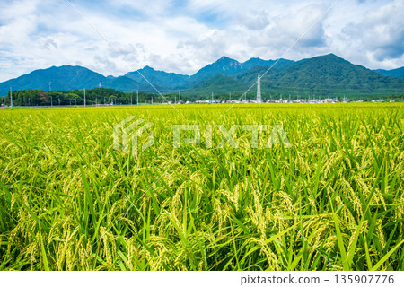 Summer rural landscape (Chigusa district, Komono town, Mie county, Mie prefecture) 135907776