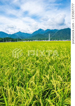 夏季鄉村景觀(三重縣駒野町千草郡) 夏季鄉村景觀(三重縣駒野町千草郡) 135907777
