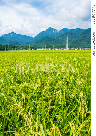 Summer rural landscape (Chigusa district, Komono town, Mie county, Mie prefecture) Summer rural landscape (Chigusa district, Komono town, Mie county, Mie prefecture) 135907779