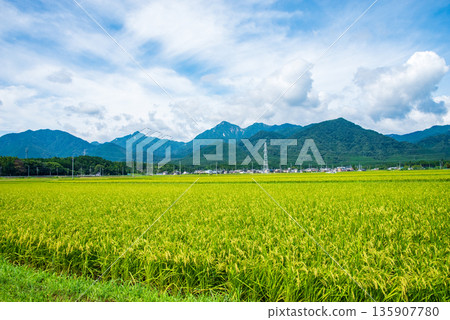 Summer rural landscape (Chigusa district, Komono town, Mie county, Mie prefecture) 135907780