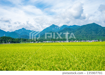 Summer rural landscape (Chigusa district, Komono town, Mie county, Mie prefecture) 135907781