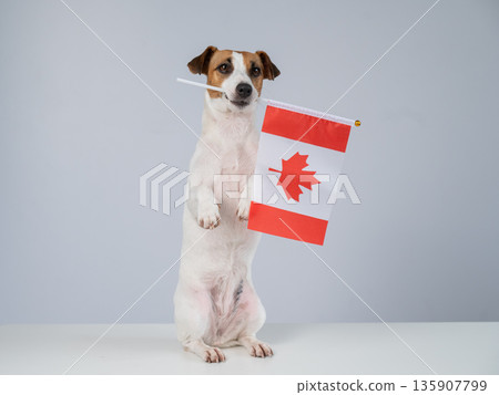 Jack Russell Terrier dog holding a Canadian flag on a white background. Jack Russell Terrier dog holding a Canadian flag on a white background. 135907799
