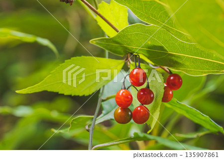 Autumn forest - Bulbul fruit 05 Autumn forest - Bulbul fruit 05 135907861