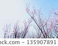 Red plum blossoms in the morning sunlight in the fields 135907891