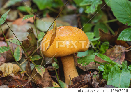 秋日森林：沾滿晨露的蘑菇 01 135907936