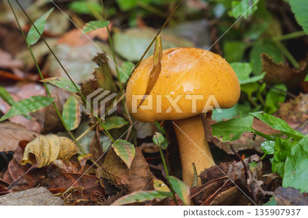 秋日森林：沾滿晨露的蘑菇 02 135907937