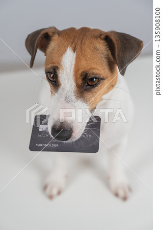 Jack Russell Terrier Dog Holding Credit Card. Jack Russell Terrier Dog Holding Credit Card. 135908100