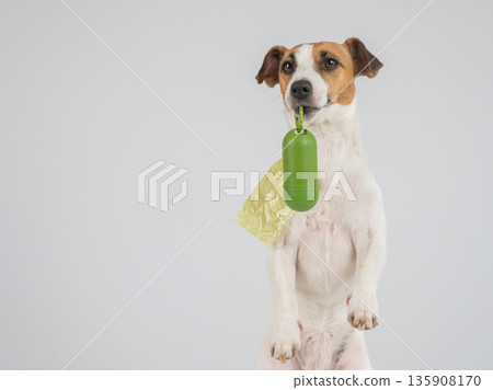 Jack Russell Terrier dog holding container with dog waste bag.  135908170