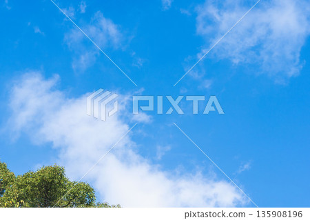 Looking up at the trees and clouds in the sky from the autumn mountains 05 135908196