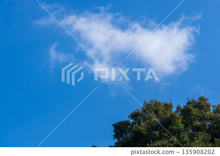 11 Looking up at the trees and clouds in the sky from the autumn mountains 135908202