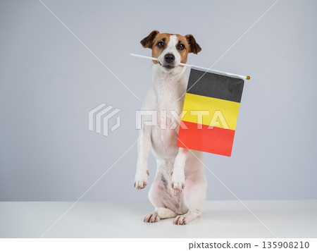 Jack Russell Terrier dog holding a Belgian flag on a white background.  135908210