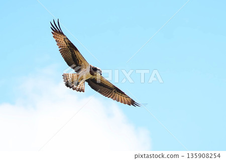 Osprey Osprey 135908254