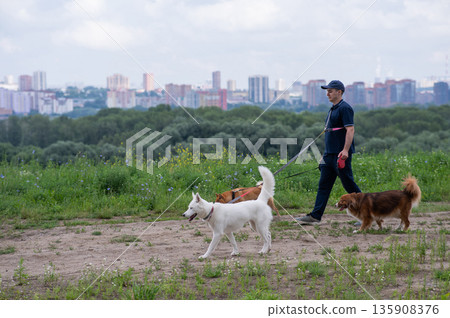 A Caucasian man walks with three dogs. Dog walker. A Caucasian man walks with three dogs. Dog walker. 135908376