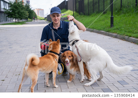 A man walks three different dogs. A man walks three different dogs. 135908414