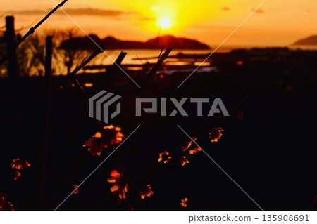 Wintersweet flowers shining in the setting sun over the sea Wintersweet flowers shining in the setting sun over the sea 135908691