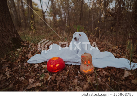 Jack Russell Terrier dog in a ghost costume for Halloween in the woods. Jack Russell Terrier dog in a ghost costume for Halloween in the woods. 135908793