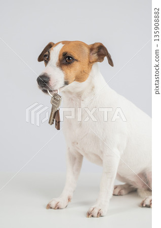 Jack Russell Terrier Dog Holding House Keys.  135908882