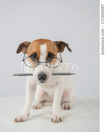 Jack Russell Terrier Dog Wearing Glasses Holds Pencil.  135908887