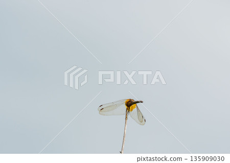 Autumn mountain: A red dragonfly rests on the tip of a stem 02 135909030