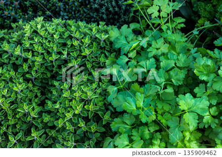 Top view of assorted lush green herb plants such as parsley, oregano, and thyme in pots arranged in a garden center tray, Top view of assorted lush green herb plants such as parsley, oregano, and thyme in pots arranged in a garden center tray, 135909462