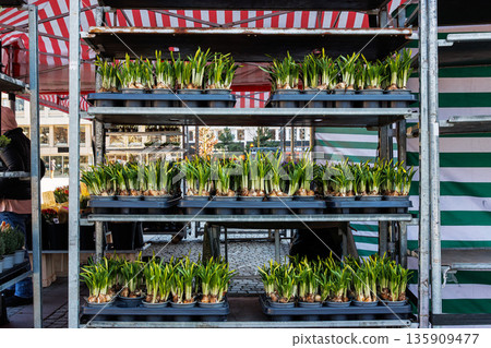 Row of potted spring narcissus bulbs with fresh green shoots.  Growing yellow daffodils displayed in plastic trays on a market stall 135909477