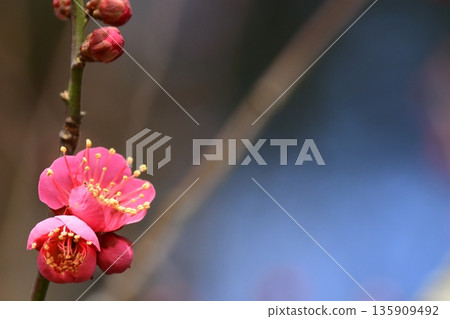 被梅花的香氣吸引,我去了東山水果公園。 被梅花的香氣吸引,我去了東山水果公園。 135909492