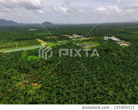 The aerial view is, shot by a drone, of an extensive plenty palm plantation with faded mountains in the background in Krabi, Thailand. 135909521