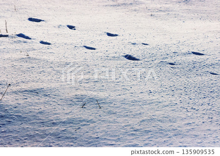 Animal footprints crossing fresh snow, lit by low winter sunlight with lot of copy space 135909535