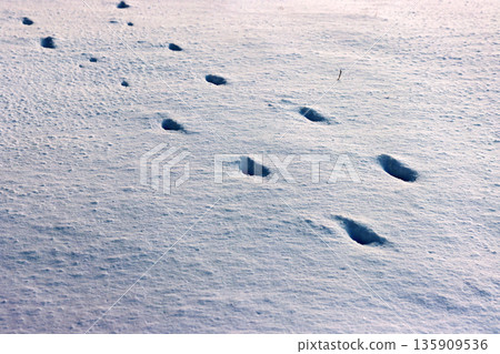 Animal footprints crossing fresh snow, lit by low winter sunlight with lot of copy space Animal footprints crossing fresh snow, lit by low winter sunlight with lot of copy space 135909536