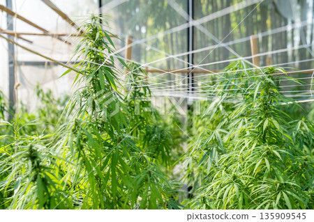A lush marijuana plant  with stem and leaves under the sunshine. A herbal plant used for medical purposes to make the medicine. A weed plant for smoking and making drugs. 135909545