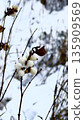 Delicate White Berries on Branches in Winter Landscape 135909569