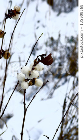 Delicate White Berries on Branches in Winter Landscape 135909569