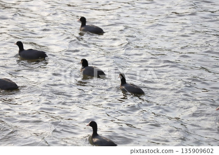 A flock of black-haired coots swimming in a winter river A flock of black-haired coots swimming in a winter river 135909602